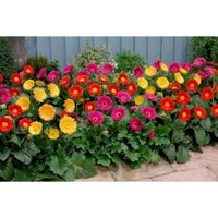 COMBO 5 CHẬU HOA ĐỒNG TIỀN LÙN HÀ LAN SIÊU ĐẸP ĐỦ MẶT HOA