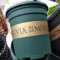 Combo 5 Chậu monrovia 2gal