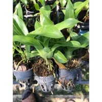 combo 5 cốc hoàng hậu cây con