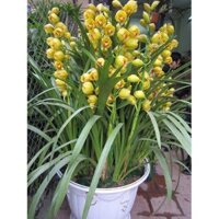 combo 5 củ Củ Giống Hoa Địa Lan Santo Màu vàng