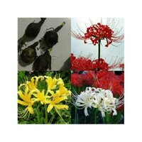 combo 5 củ giống hoa bỉ ngạn mixx màu