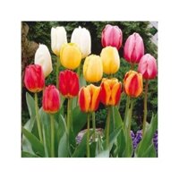 combo 5 củ giống hoa tulip-củ giống - CTL