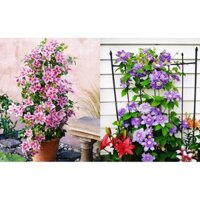 COMBO 5 Củ hoa leo ông lão - hoa đẹp chuẩn giống