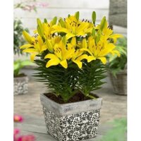 COMBO 5 CỦ HOA LY LÙN THƠM CHUẨN HÀ LAN-củ giống - CHLL
