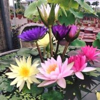 Combo 5 củ hoa súng thái