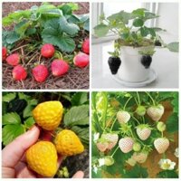 Combo 5 gói Hạt giống Dâu Tây đen, vàng, đỏ, trắng, khổng lồ