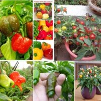 Combo 5 Gói Hạt Giống Ớt Các Loại ( Ớt Chuông Gió, Đào Tiên, Ngũ Sắc, Dài Hàn Quốc, Cu Tí)