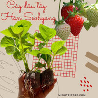 combo 5 ngó dâu tây Hàn seoyang chịu nhiệt