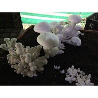 Combo 5 Phôi nấm Milky (Hoàng đế)-về trồng liền