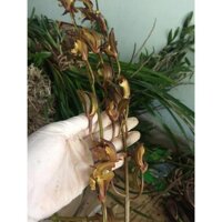 COMBO 5 THÂN ĐỊA Lan kiếm hồng hoàng , trần mộng thu - Cymbidium iridioides - TMTTB