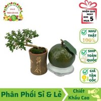 Combo 5 Trái Giả Trái Cam Sành Xanh (7x12 cm) mô hình Việt Nam công nghệ Thái Lan GIỐNG THẬT 99%- Dùng trang trí