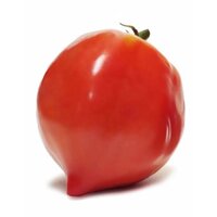 Combo 5 Túi Hạt Giống Cà Chua Không Hạt Hữu Cơ Nhập Khẩu Bồ Đào Nha (1 túi trên 125 hạt) tỷ lệ nảy mầm cao và ít hạt lép