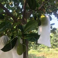 Combo 50 Bao Trái Mít 45 x 70