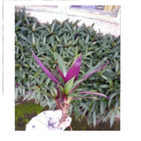 Combo 50 Cây Cây lẻ bạn - Cây sò huyết - Cây cảnh - terrarium