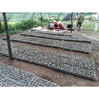 COMBO 500 VIÊN NÉN SƠ DỪA (ĐƯỜNG KÍNH 35MM/42MM)