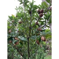 Combo 5c Hồng Xiêm Xoài Giống