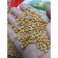 [Combo 5kg] hạt kê vàng to là thức ăn cho yến phụng,cugay, yến hót,gà ,bồ câu, hamster