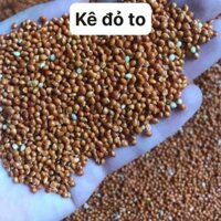 COMBO 5kg Kê đỏ to dành cho vẹt , yến phụng , cu gáy