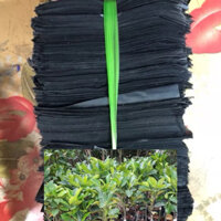 COMBO 5KG TÚI BẦU ƯƠM  CÂY GIỐNG (12 x 14cm)