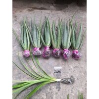 combo 6 cây nha đam mỹ loại 25k