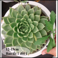 COMBO 6 cây sen đá tô size lớn 12-15cm |Sen đá nở đã thuần mọi khí hậu