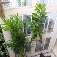 combo 6 cây vối nếp.