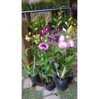 Combo 6 chậu lan dendro 6 màu hoa hàng vip.