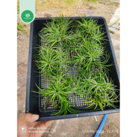 Combo 6 chùm không khí Kim Yến to khoẻ giá sỉ