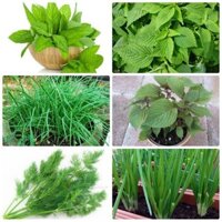 Combo 6 Gói Hạt Giống Rau Gia Vi Các Loại - (Húng Lũi, Kinh Giới, Hẹ ,Tía Tô, Thì Là, Hành Lá)