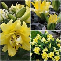 Combo 7 củ hoa ly cao hoa màu vàng-củ có mầm chồi sẵn dể trồng