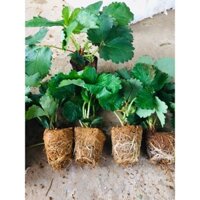 Combo 8 cây dâu tây giống hanna quả đỏ ngọt chịu nhiệt