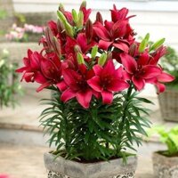 Combo 8 củ ly hoa màu đỏ ,củ ngậm nụ sẵn(củ tươi ,có mầm sẵn,nhanh nỡ hoa)