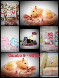 COMBO 9 – 02 hamster bear + lồng 2 tầng full phụ kiện + đồ dùng