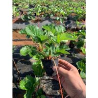 Combo 9 cây dâu tây giống Hana chịu nhiệt