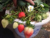 Combo 9 cây giống Dâu tây chịu nhiệt(Nhật Hana)