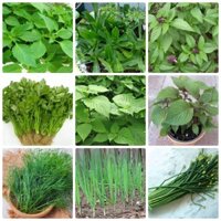 Combo 9 Gói Hạt Giống Rau Thơm Dễ Trồng - Dễ Trồng , Trồng Quanh Năm