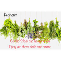 Combo 9 loại cây bạc hà - cây gia vị âu- tặng cây cỏ ngọt( trà cỏ ngọt )Stevia ,rau gia vị Âu the mát, nhiều công dụng