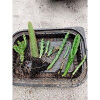 combo 9 xương rồng sao biển +1 đuôi chồn