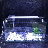 COMBO Bể Cá Mini Để Bàn FULL Phụ Kiện TẶNG Sỏi - Cây Thủy Sinh - Thức Ăn Cá Nhỏ