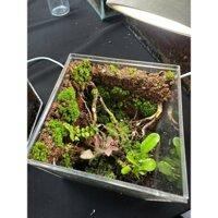 combo Bể Terrarium cubic  set up theo nhu cầu của khách hàng + đèn tặng kèm đá phong thủy