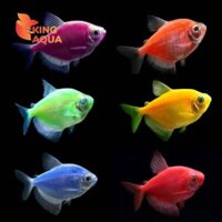 Combo cá cánh buồm vây dài (10)