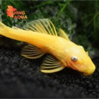 Combo Cá Longfin size 5-6 (3) KAF