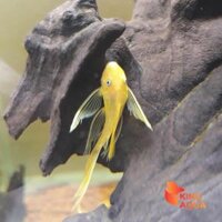 Combo Cá longfin vàng (Size 4-5cm)(3) KAF