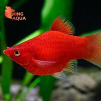 Combo cá mún đỏ full size cối (10)