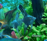 Combo Cá thần tiên Smokey Blue size 3cm- KAF