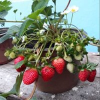 Combo các loại dâu tây và 2 cây mâm xôi