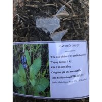 combo cây đuôi chuot khô cho bạn My 320k