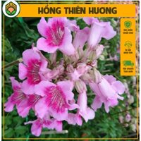 Combo cây Hồng Thiên Hương - Kích thước giao động 60-70 cm - Hoa nở rực rỡ