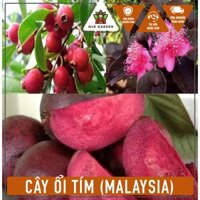 Combo cây Ổi Tím Malaysia - Cây trồng chậu mau cho quả - Tổng thể tầm 30-40 cm
