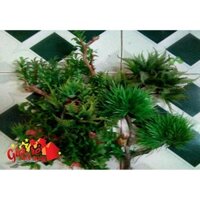 Combo Cây thủy sinh nhựa phụ kiện hồ cá bể thủy sinh hòn non bộ